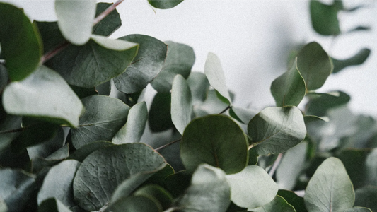 The Benefits Of Eucalyptus In The Shower